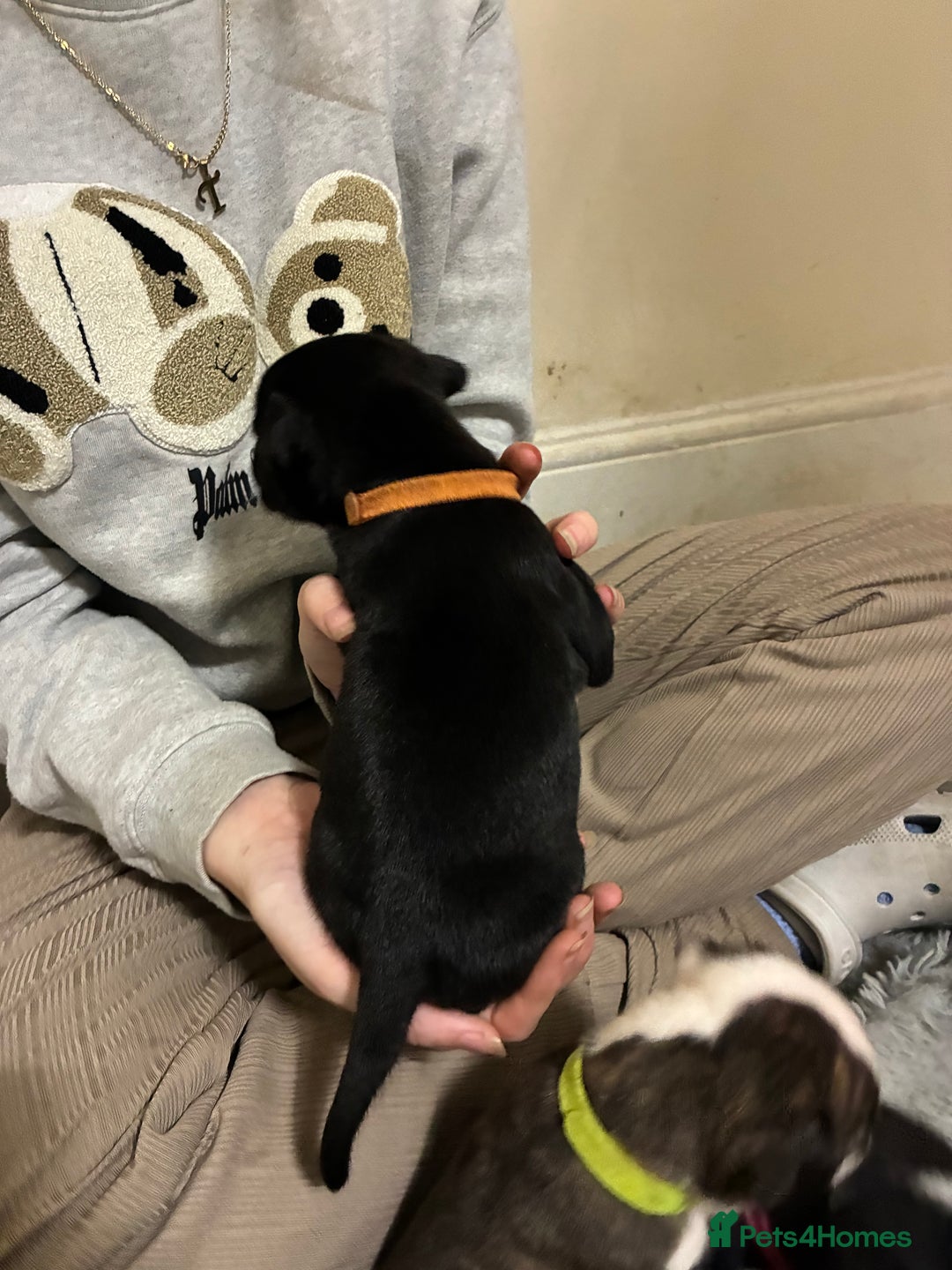 Mixed Breed dogs for sale: Staffordshire bull terrier  - Image 2