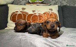 Miniature Dachshund dogs for sale: Miniature Dachshund Puppies 🐾 - Image 4