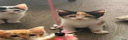 Mixed Breed cats for sale: 5 beautiful kittens - Advert 3
