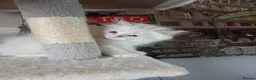 Siberian cats for sale: Purebred Siberian male kittens. - Advert 20