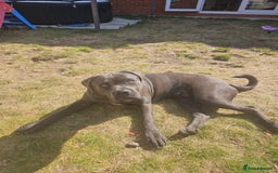 Cane Corso dogs for sale: 9 month old Cane corso  - Image 3