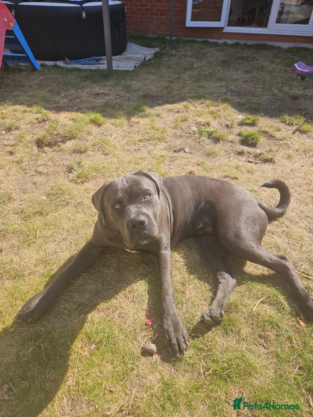 Cane Corso dogs for sale: 9 month old Cane corso  - Image 3