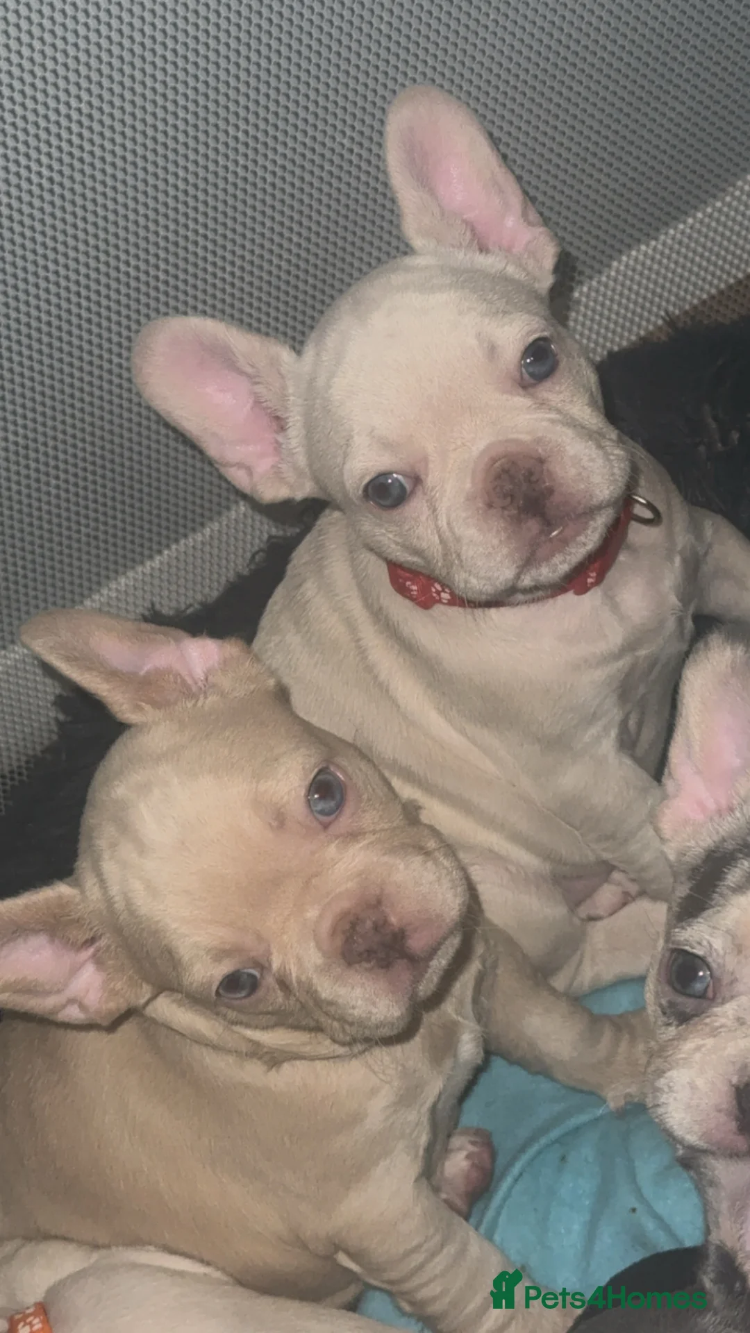 French Bulldog dogs for sale: Vaccine and Micro Chipped French Bulldog Puppies - Advert 7