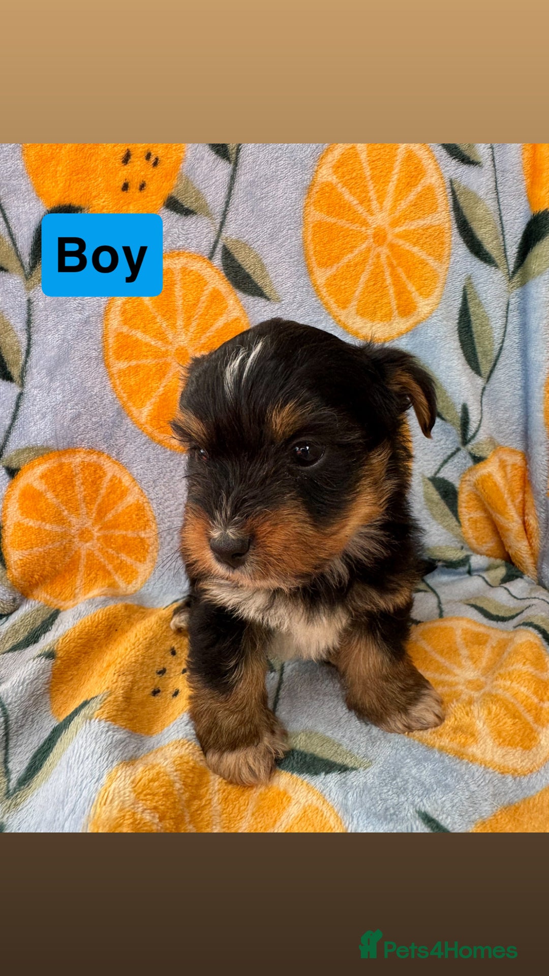 Mixed Breed dogs for sale: 3 beautiful yorkie Russell for sale  - Image 13