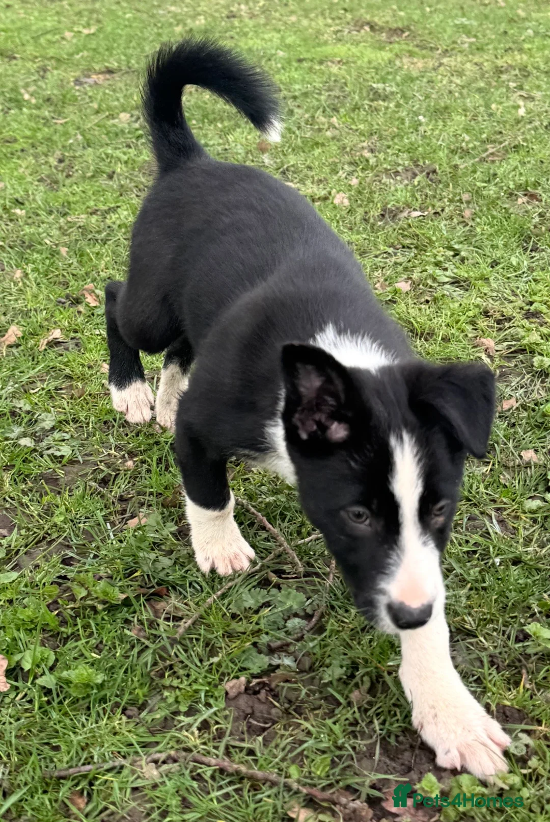 Border Collie dogs for sale: Two dog pups from working dogs  - Advert 1