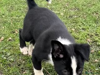 Border Collie dogs Two dog pups from working dogs - Advert 3