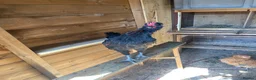 Mixed Breed birds for sale: Male chickens  - Advert 3