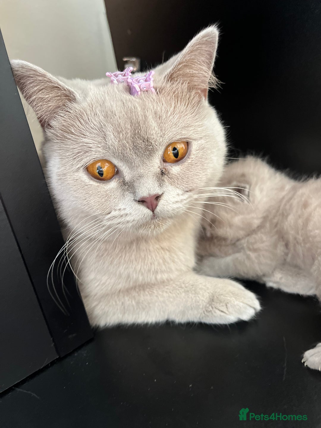 British Shorthair cats for sale: Gorgeous British Shorthair Kittens - Image 14