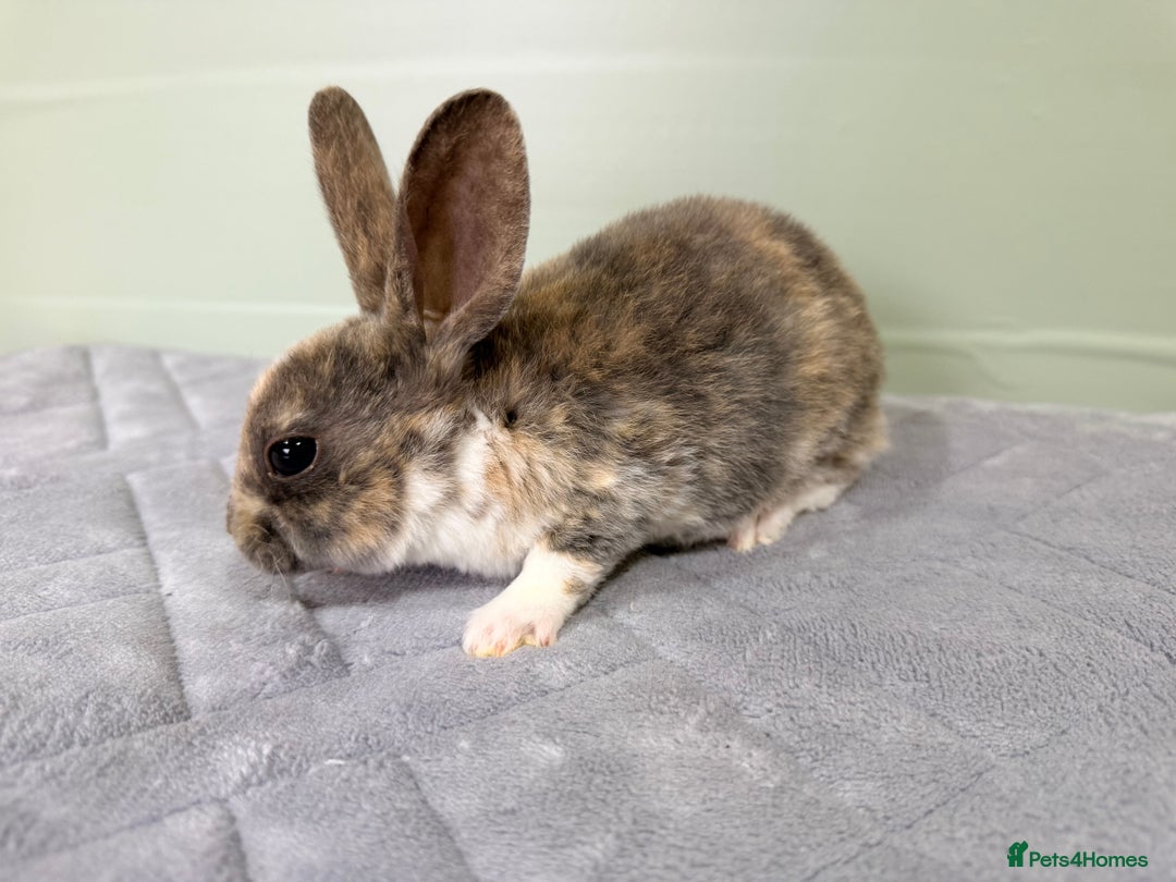 Rex rabbits for sale: Mini Rex's ‼️NOW AVAILABLE ‼️ 9 weeks old  - Advert 9