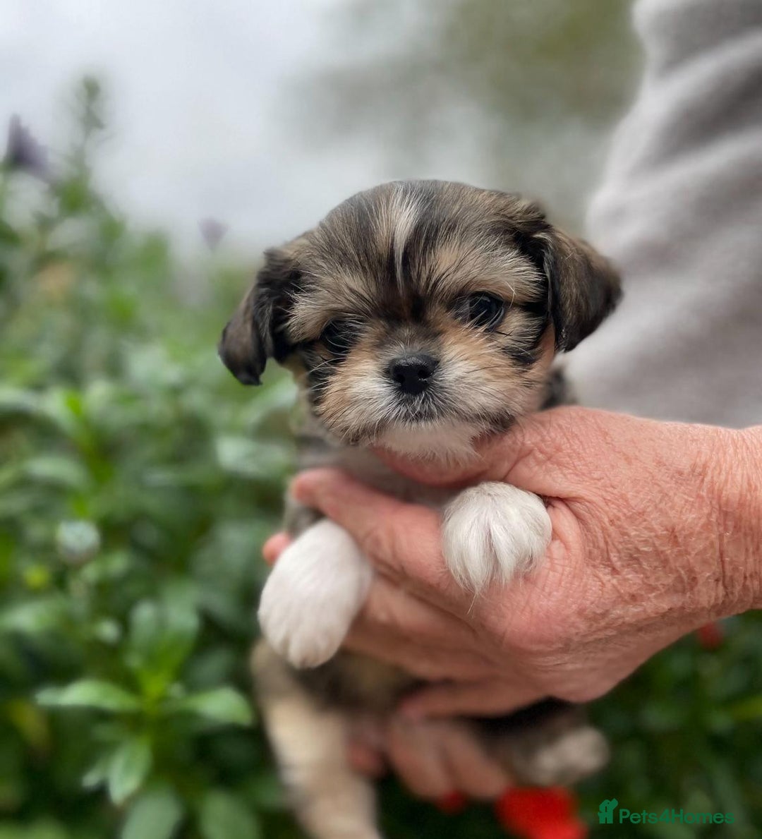 Mixed Breed dogs for sale: Beautiful Chi shi's puppies - Image 4