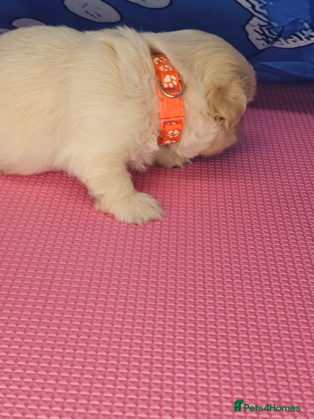 Shih Tzu dogs for sale: Pedigree smallest possible size Shih Tzu - Advert 24