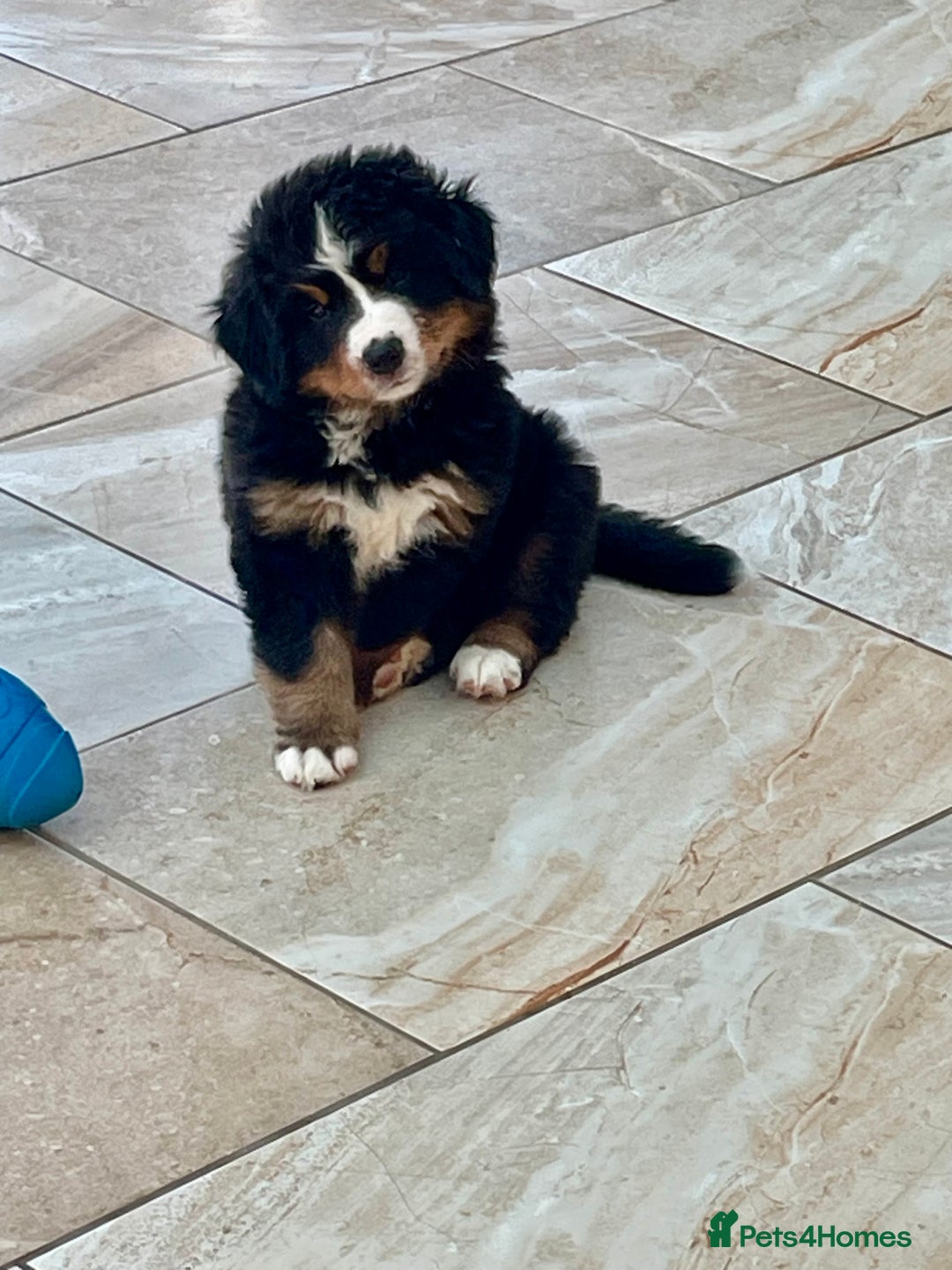 Bernese Mountain Dog dogs for sale: Beutiful girls and boys available  - Image 4