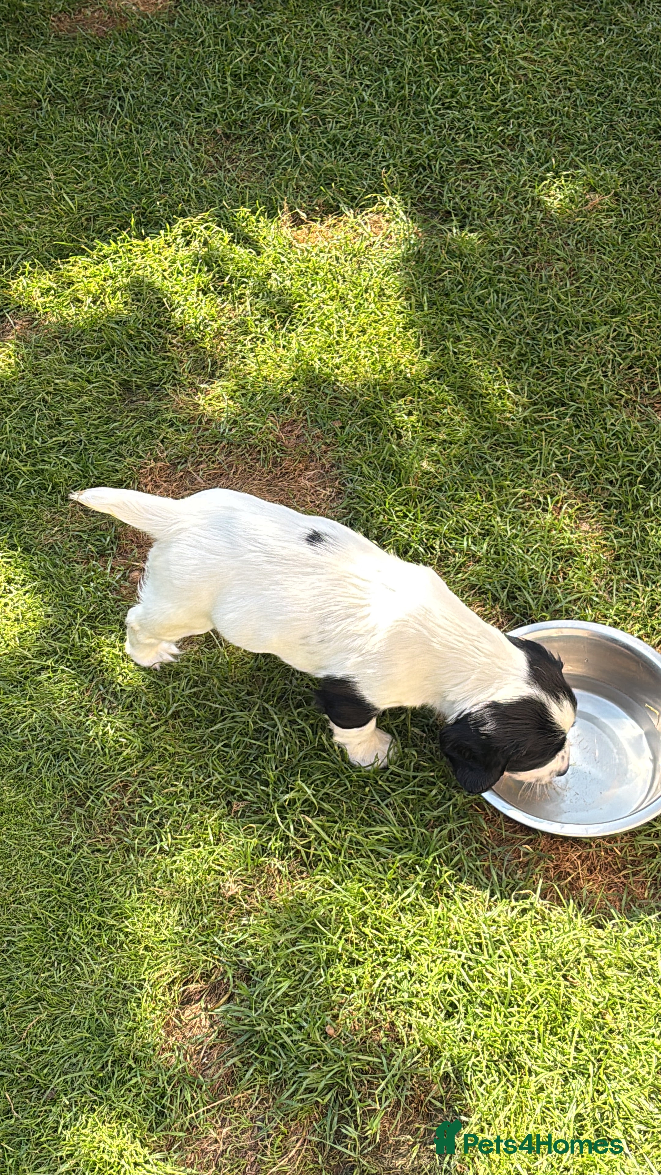 English Springer Spaniel dogs English Springer Spaniel puppies for sale. - Advert 2