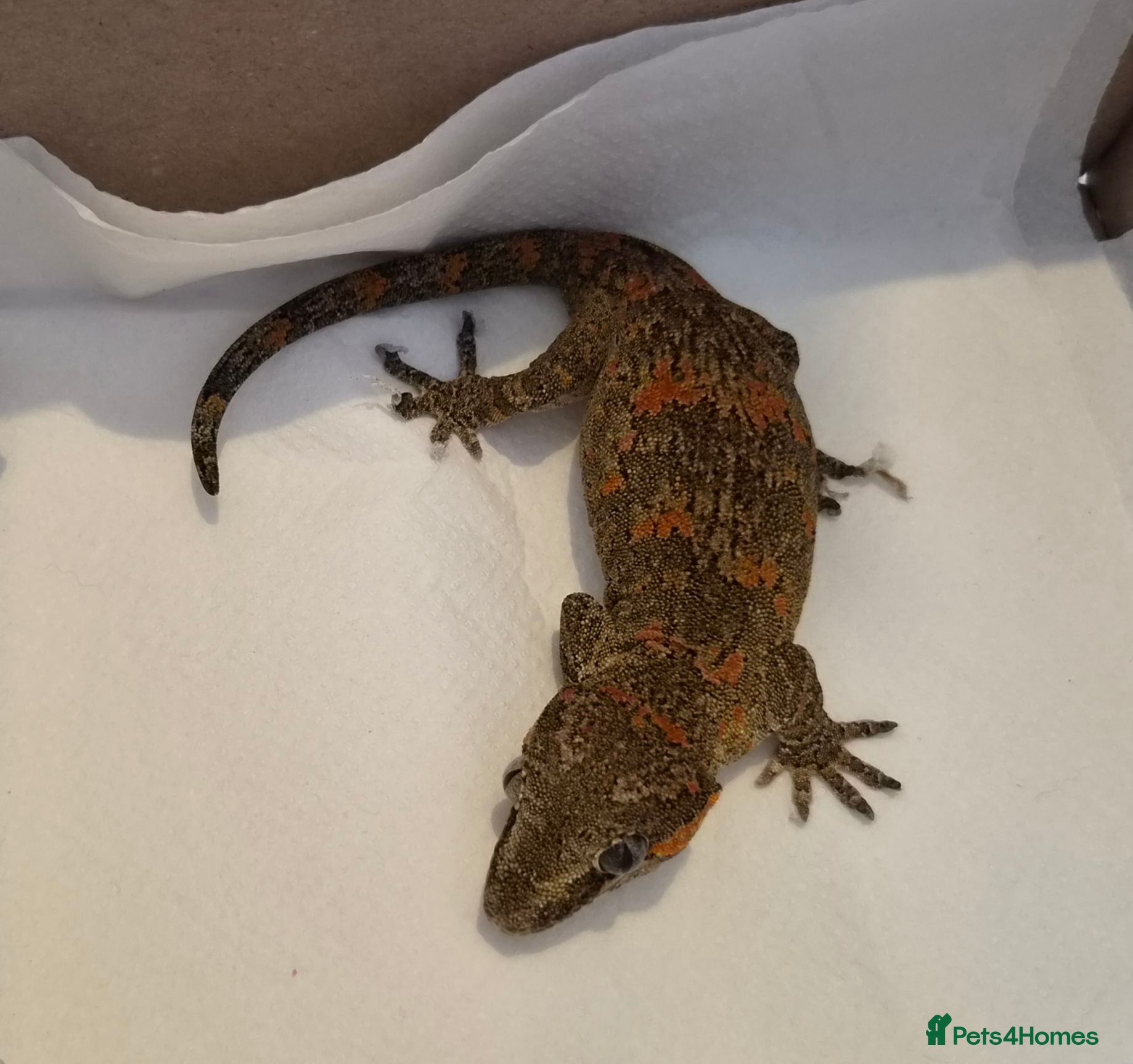 Gecko reptiles Gargoyle gecko orange blotched - Advert 1