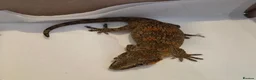 Gecko reptiles for sale: Gargoyle gecko orange blotched - Advert 1