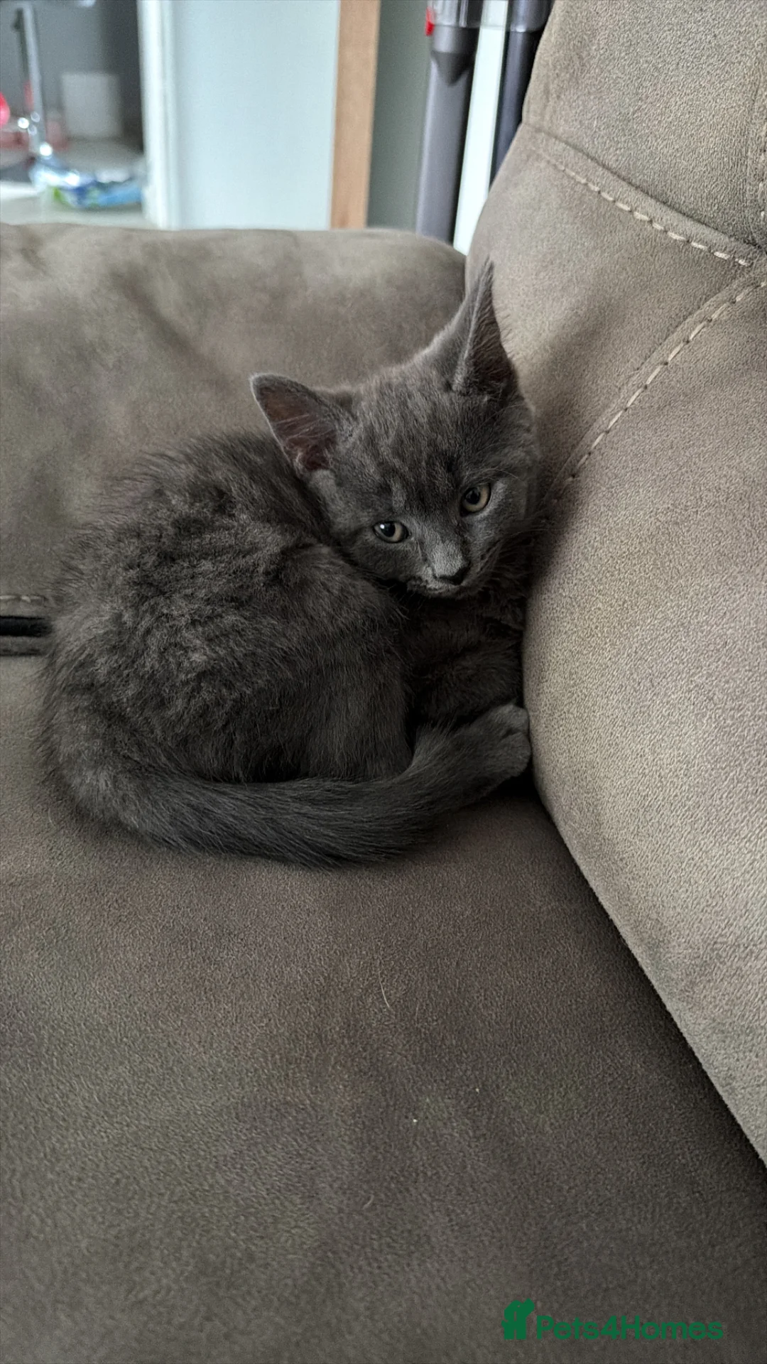Mixed Breed cats for sale: Beautiful Kittens For Sale - Advert 7