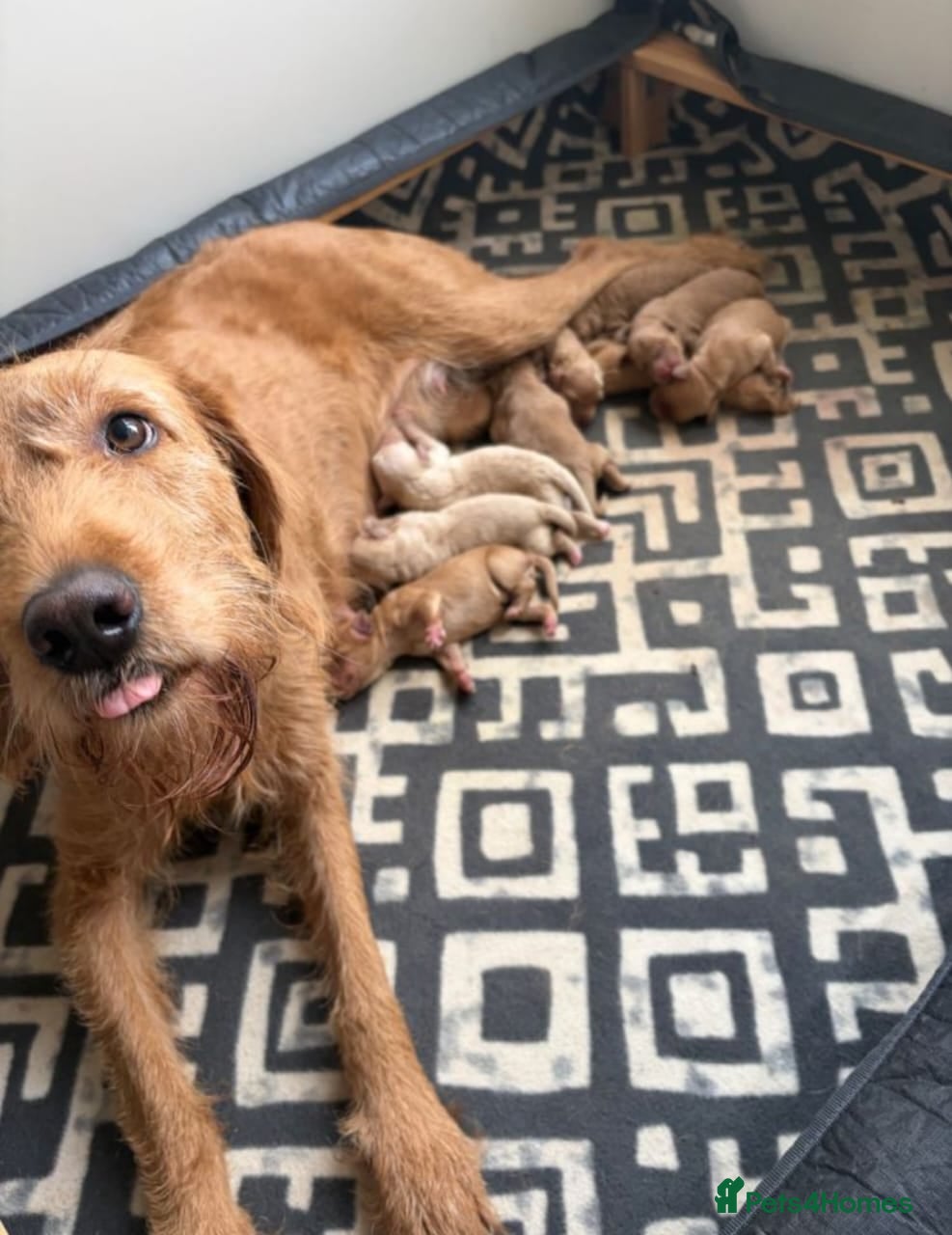 Double Doodle dogs Rare Double Doodle (Cockadoodle) puppies for sale. - Advert 14