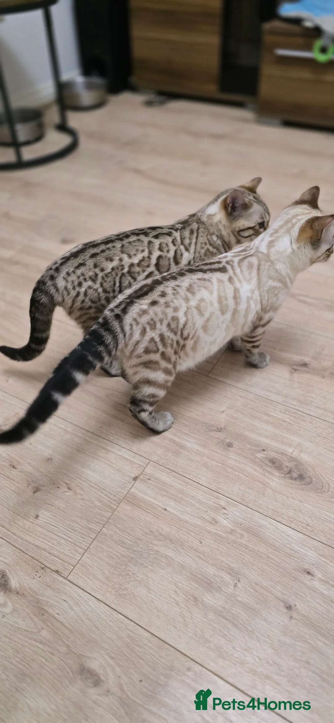 Bengal cats for sale: Gorgeous Tica registered bengal boys - Advert 4