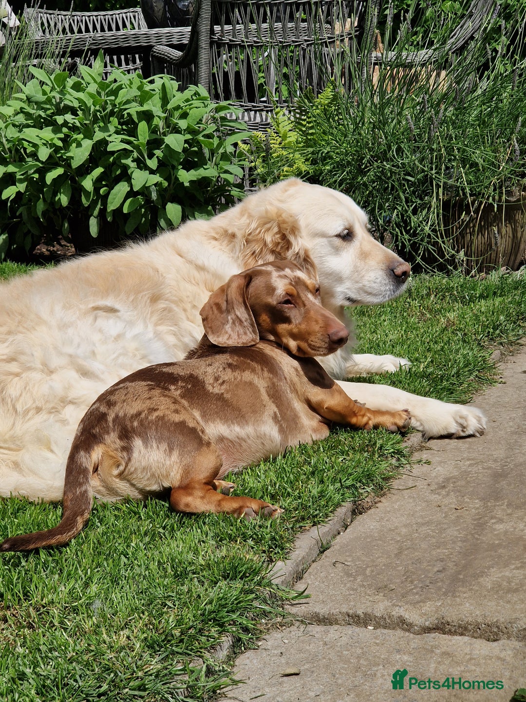 Miniature Dachshund dogs for sale: Tiny Timothy needs a new knee to snuggle up on  - Advert 2