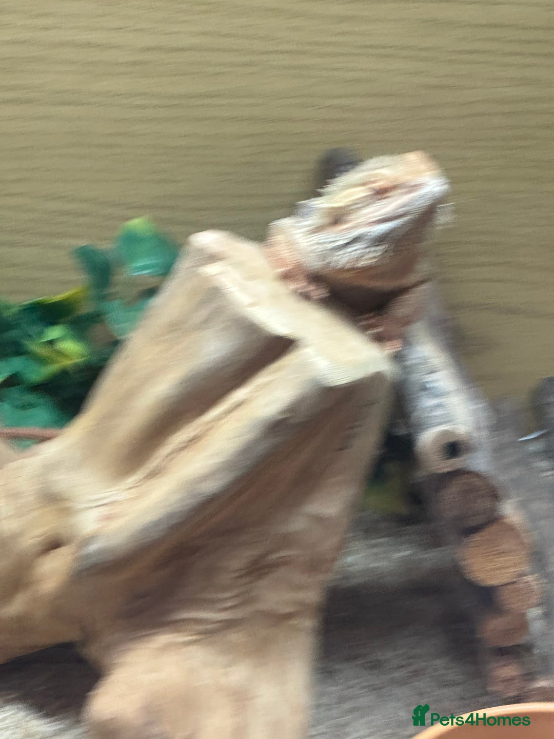 Bearded Dragon reptiles for sale: 18 month Male bearded dragon  - Advert 4