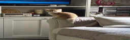 British Shorthair cats for sale: Stunning British Golden Kittens For Sale - Advert 3
