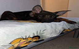German Shepherd dogs for sale: Sable German shepherd for sale - Image 7