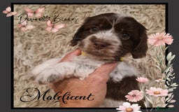 Cockapoo dogs for sale: Chunky health tested stunning English cockerpoos. - Image 13