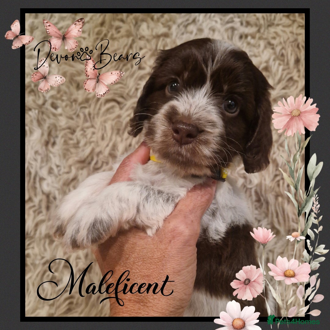 Cockapoo dogs for sale: Chunky health tested stunning English cockerpoos. - Image 13