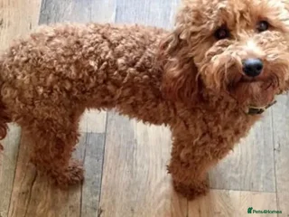 Miniature Poodle dogs in Mansfield - Advert 33