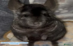 Chinchilla rodents for sale: X2 Stunning Dark Ebony Chinchillas £200 each - Image 1