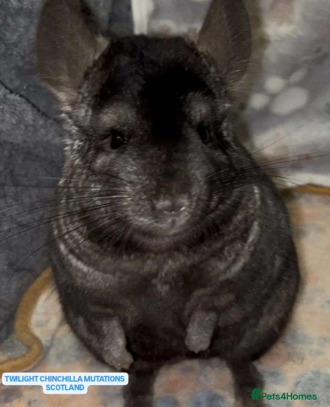 Chinchilla rodents for sale: X2 Stunning Dark Ebony Chinchillas £200 each - Image 1