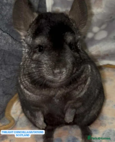 Chinchilla rodents - Advert 9
