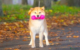 Japanese Shiba Inu dogs for sale: Two super female Japanese shiba inu  - Advert 5