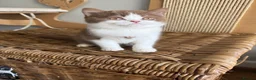 British Shorthair cats for sale: Stunning line BSH and BLH sisters  - Advert 5