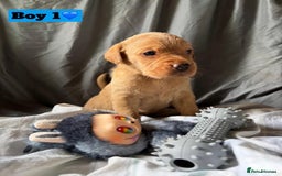 Labrador Retriever dogs for sale: 🐶 8 Gorgeous KC Labrador Puppy’s 🐶 - Image 12