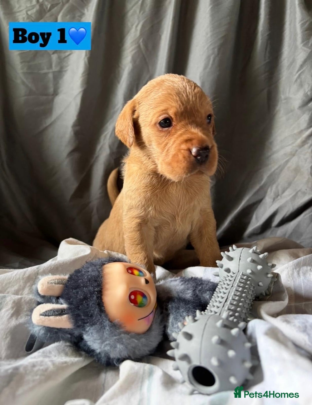 Labrador Retriever dogs for sale: 🐶 8 Gorgeous KC Labrador Puppy’s 🐶 - Image 12