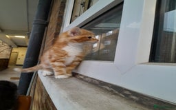 Mixed Breed cats for sale: 5 Beautiful gorgeous kittens 😺😼😻😸😹 - Image 11