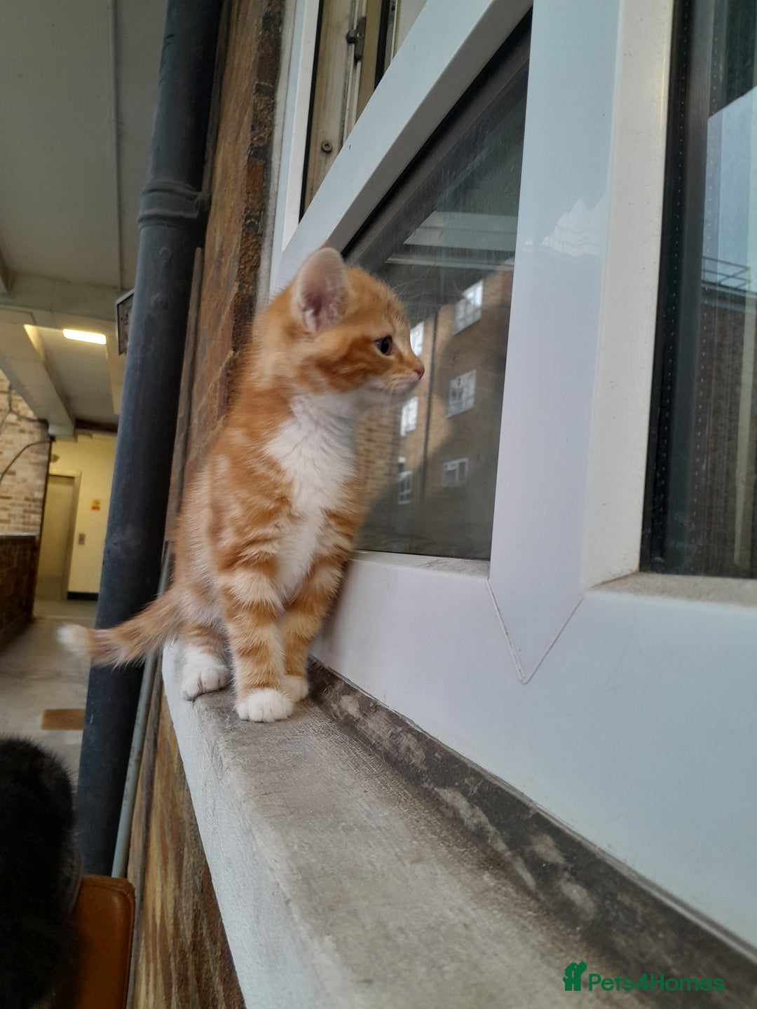 Mixed Breed cats for sale: 5 Beautiful gorgeous kittens 😺😼😻😸😹 - Image 11