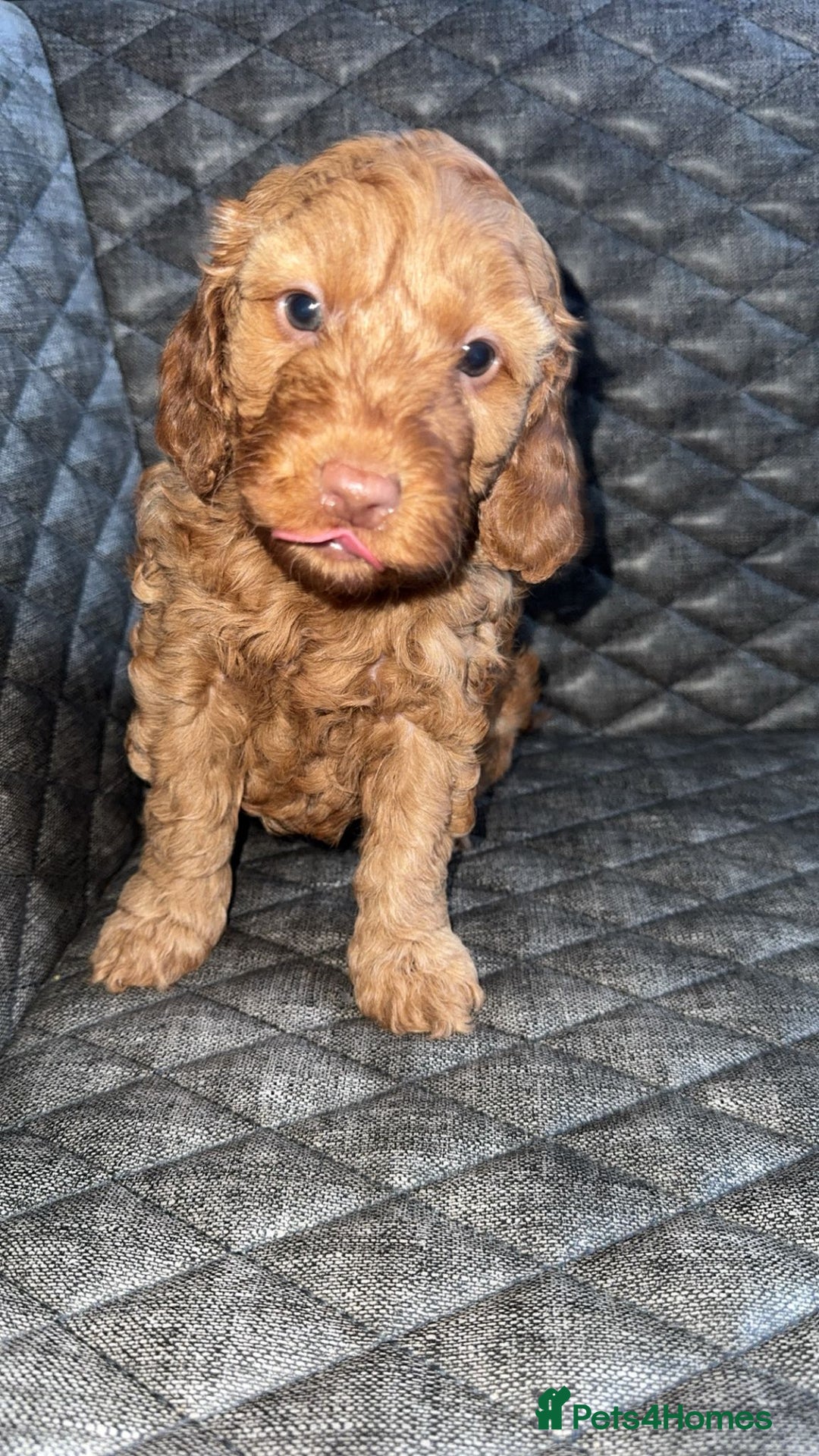 Cockapoo dogs for sale: 6 cockapoo F1 puppies seeking their forever homes - Advert 22