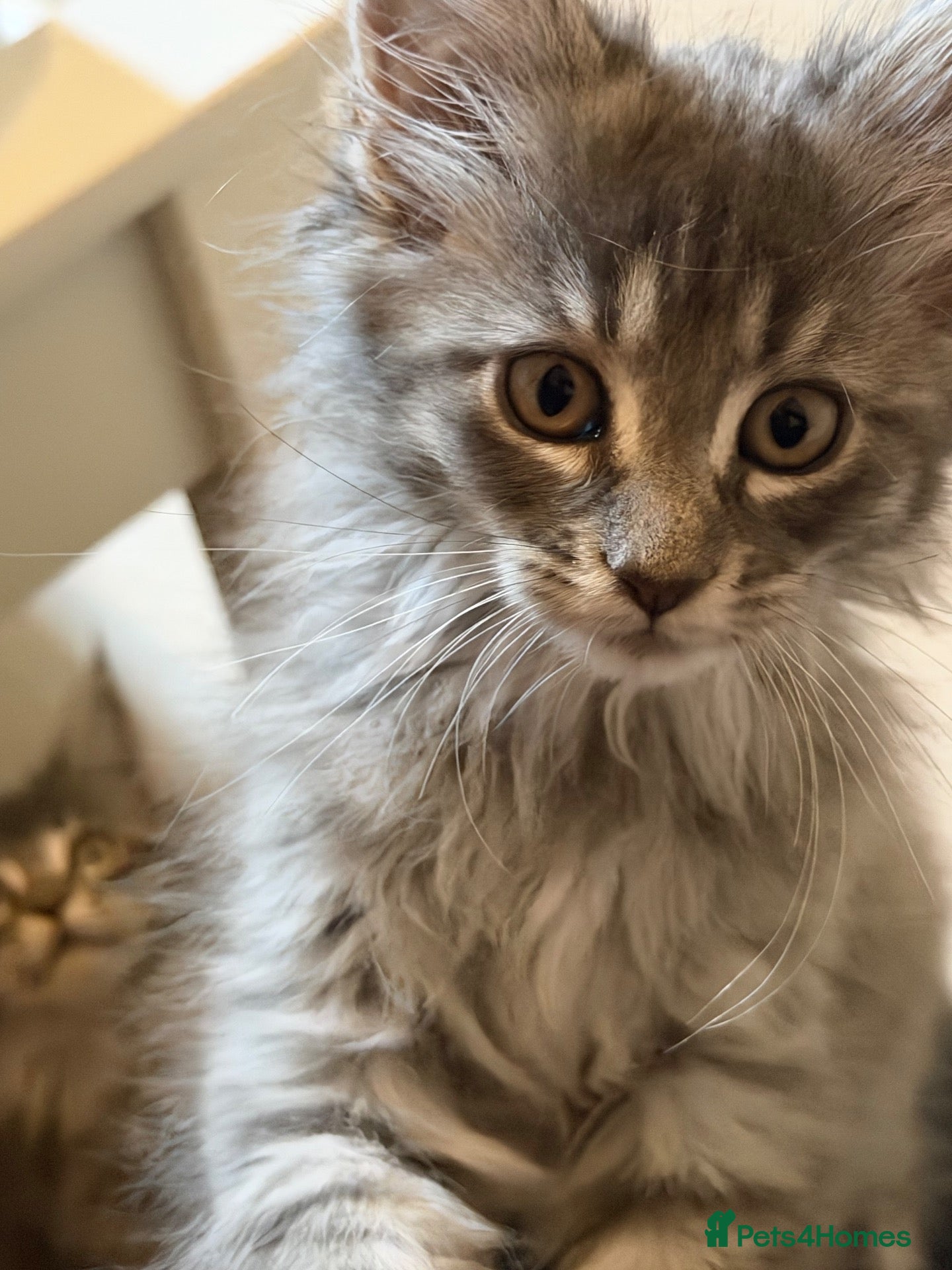Maine Coon cats for sale: 👑Royal MaineCoon Girls TICA Champion Bloodline!👑 - Advert 6