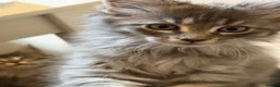 Maine Coon cats for sale: 👑Royal MaineCoon Girls TICA Champion Bloodline!👑 - Advert 9