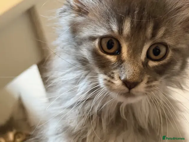 Maine Coon cats for sale: 👑Royal MaineCoon Girls TICA Champion Bloodline!👑 - Advert 6