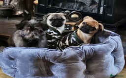 Mixed Breed cats for sale: Two cats for sale - Image 3