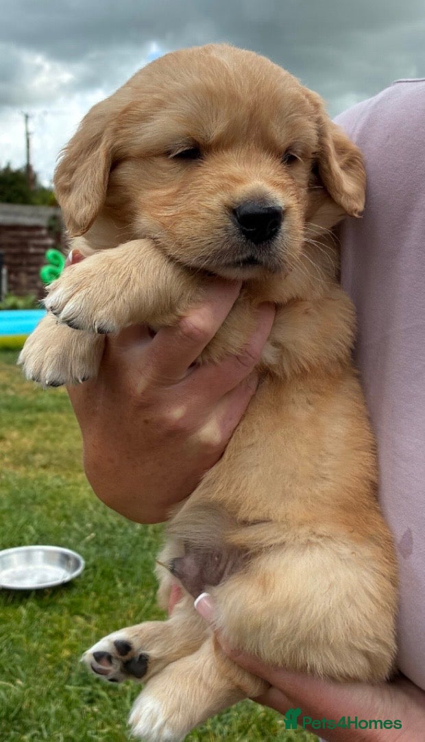 Golden Retriever dogs for sale: Stunning kc golden retriever puppies 🐶  in Ashford - Advert 7