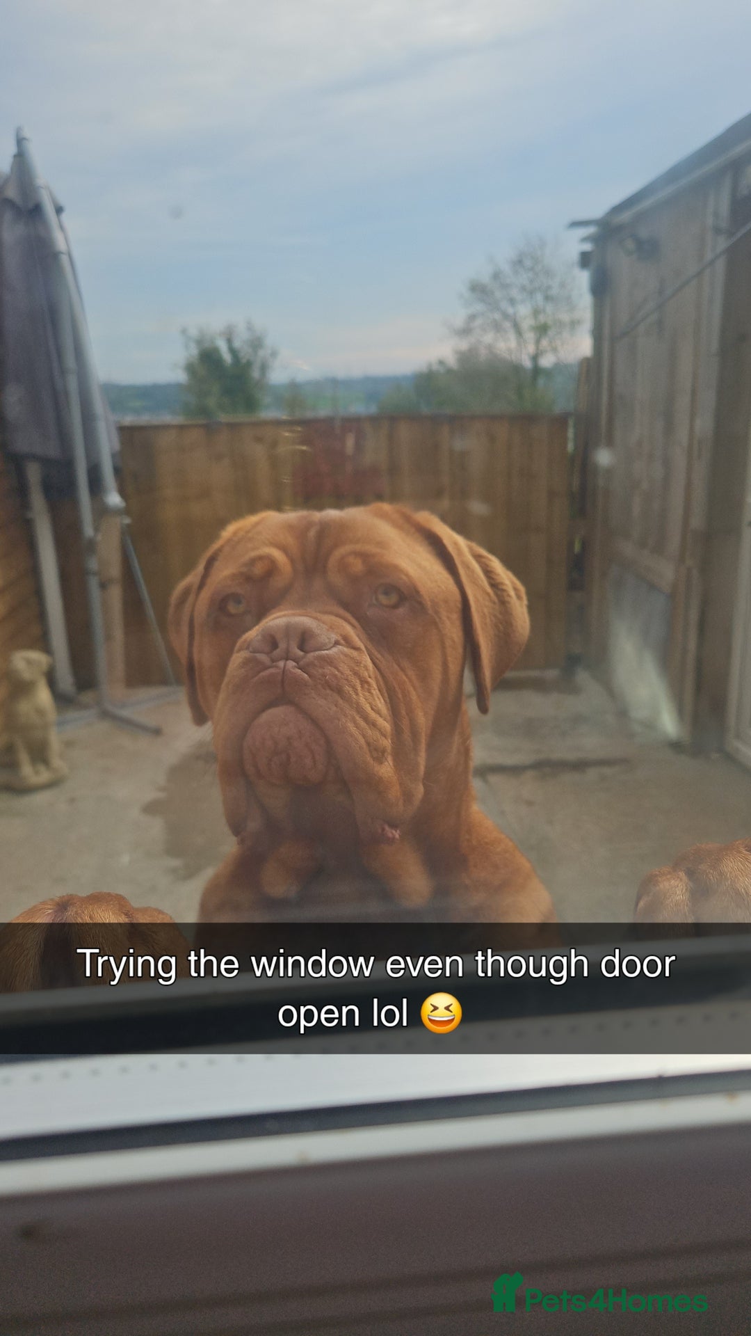 Dogue De Bordeaux dogs for sale: Buddy  - Advert 8