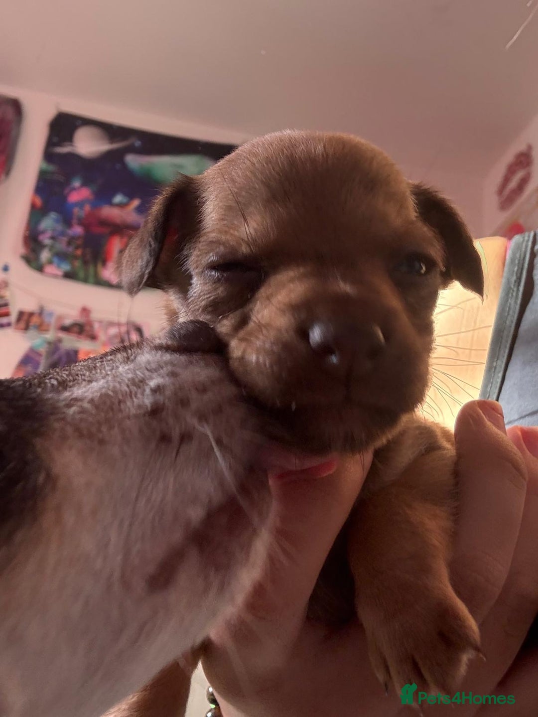 Mixed Breed dogs for sale: chihuahua mixed breed - Advert 12