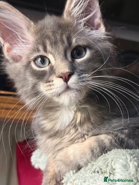 Maine Coon cats     Health Tested TICA Reg Maine Coon Kittens  - Advert 5