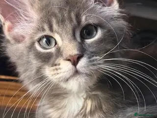 Maine Coon cats Health Tested TICA Reg Maine Coon Kittens - Advert 1