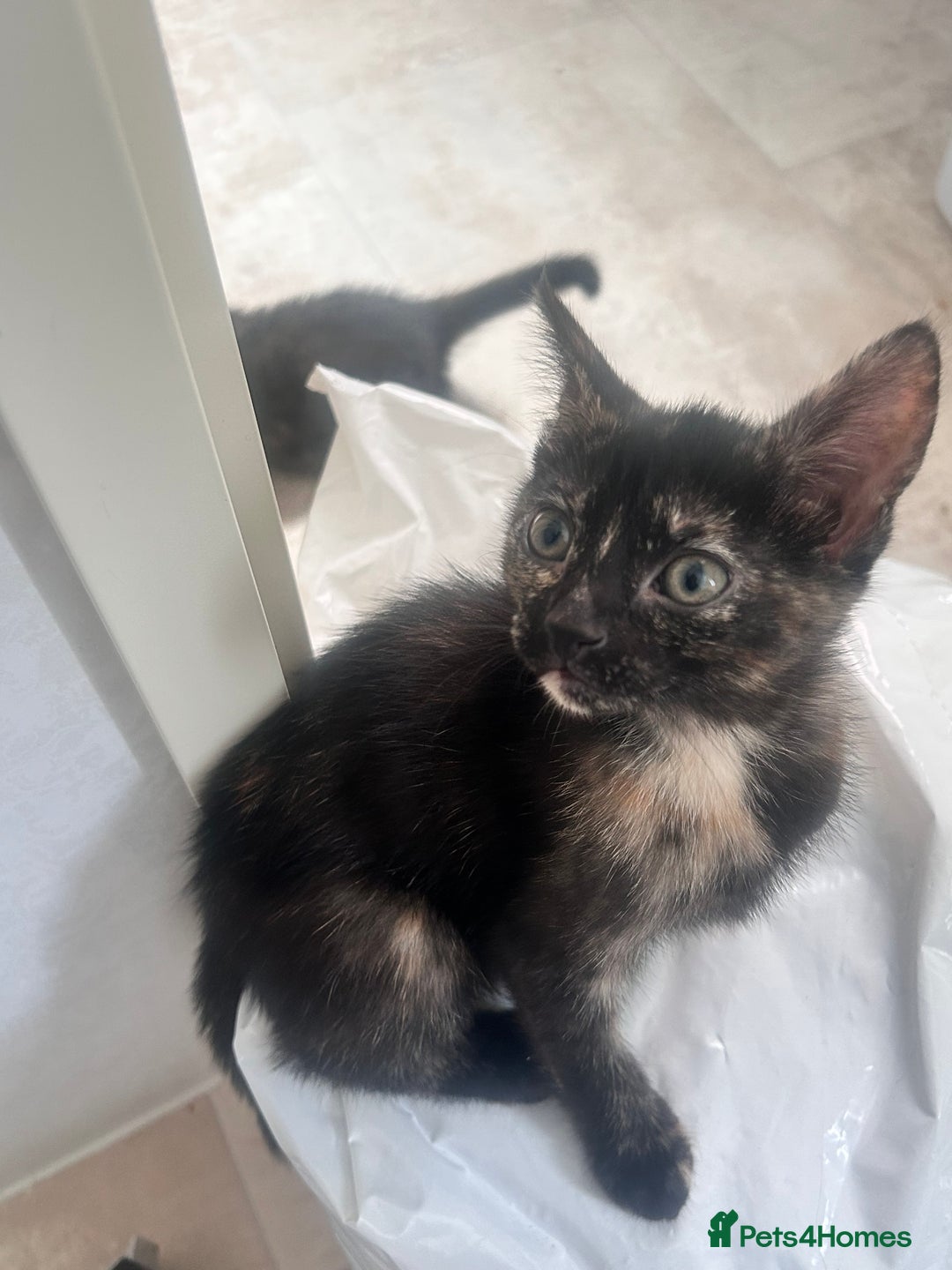 Mixed Breed cats for sale: 5 beautiful kittens ready for a new loving home  - Image 7
