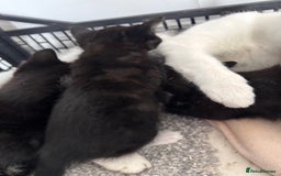Mixed Breed cats for sale: Three unique sweethearts looking for new homes 🏡  - Image 6